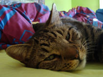 Thomas