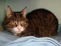 Tabitha
