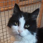 Merlin