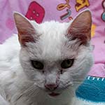 Rosie
